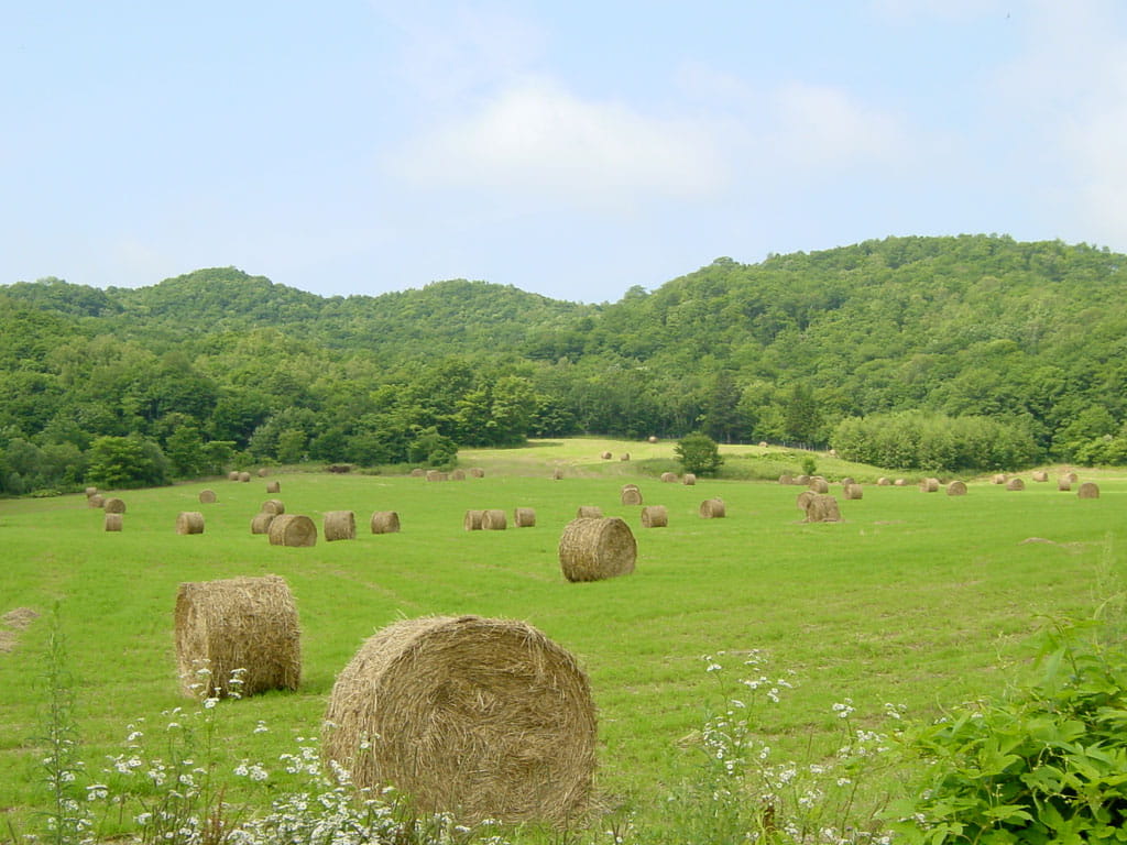 晴れ渡った空の下、広い草原にいくつもの牧草があります。